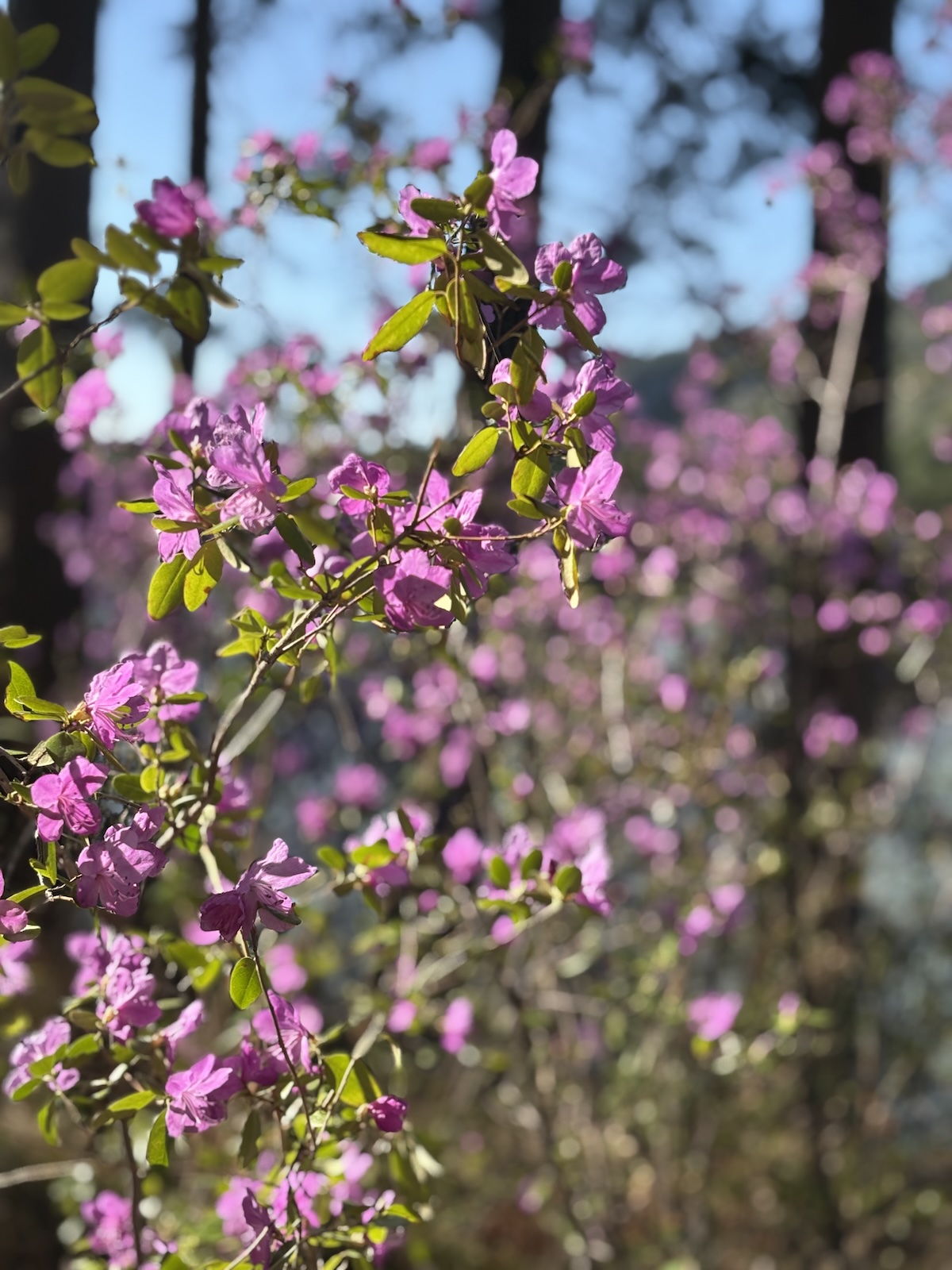 Куст маральника крупным планом