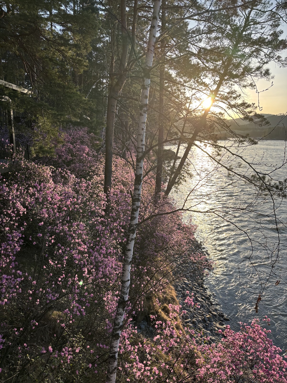 Заросли маральника на закате